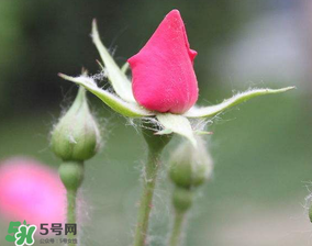 月季從有花苞到開花需要多久？月季花苞到開花要多久？