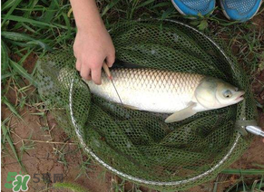 五月份能釣草魚(yú)嗎？五月份釣草魚(yú)用什么餌料？