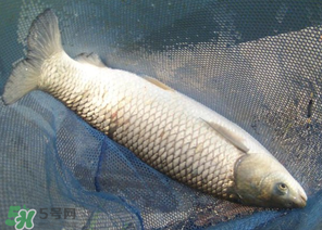 5月份怎么釣草魚？五月份怎么釣草魚？