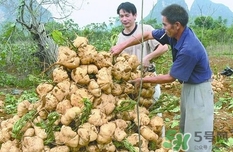 生吃土瓜有什么好處？土瓜生吃的功效與作用