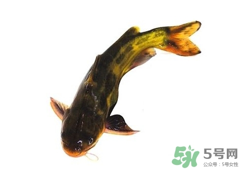 黃顙魚有毒嗎？黃顙魚的營養(yǎng)價(jià)值