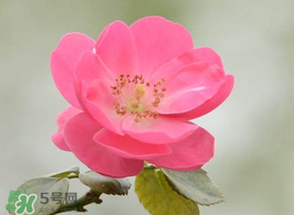 小滿開(kāi)什么花？小滿節(jié)氣開(kāi)的植物