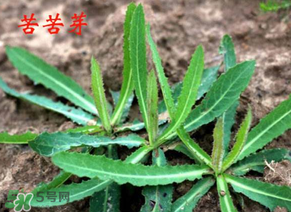 苦苦菜怎么腌制？怎樣腌制苦苦菜？