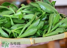 竹葉菜是什么菜?竹葉菜長什么樣子?