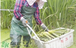 茭白是什么菜？茭白是什么植物