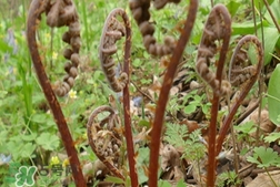 猴腿菜和蕨菜的區(qū)別_猴腿菜和蕨菜哪個好吃