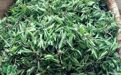 山馬菜是什么菜?山馬菜長(zhǎng)什么樣子?