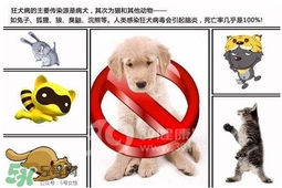 狂犬病是通過什么傳播的？狂犬病傳播途徑有哪些