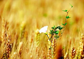 2017年芒種是幾月幾日？芒種是什么意思