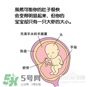 懷孕四個月需要做什么檢查？懷孕四個月胎兒圖