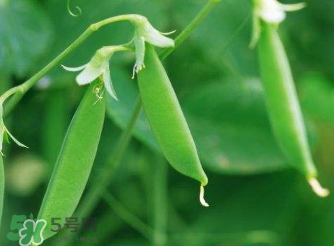 扁豆怎么洗干凈?扁豆的清洗方法