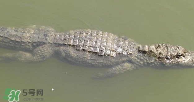 鱷魚是魚嗎？鱷魚是浮在水面上嗎？