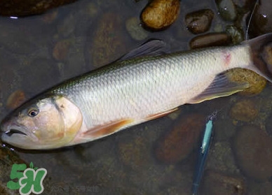 馬口魚多少錢一斤2017？野生馬口魚多少錢一斤？