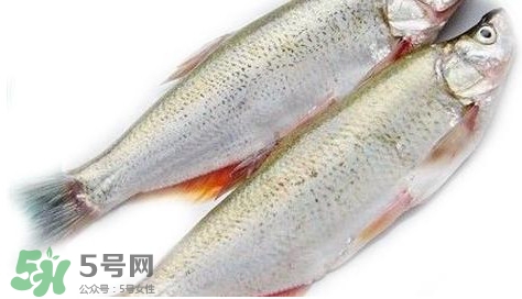 白條魚(yú)能長(zhǎng)多大？白條魚(yú)可以長(zhǎng)多大？