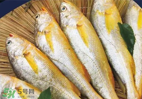 小黃魚長大后會不會變成大黃魚？