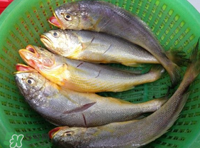 小黃魚(yú)可以養(yǎng)殖嗎？小黃魚(yú)能人工養(yǎng)殖嗎？