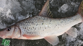 釣翹嘴魚用什么餌料好？翹嘴魚什么時候好釣