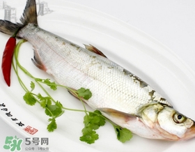 白條魚(yú)能長(zhǎng)多大？白條魚(yú)可以長(zhǎng)多大？