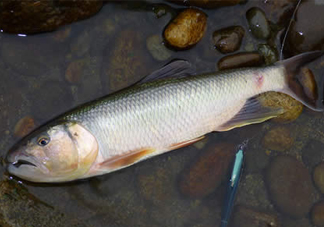 馬口魚多少錢一斤2017？野生馬口魚多少錢一斤？