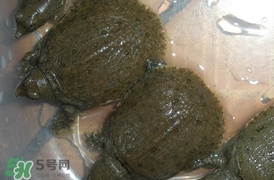 野生甲魚(yú)吃什么？野生甲魚(yú)幾年可以長(zhǎng)5斤？