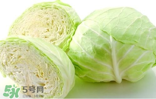 圓白菜是卷心菜嗎？圓白菜是不就是卷心菜