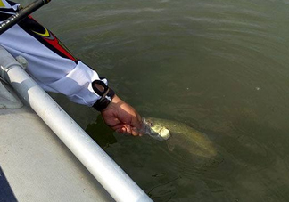 釣海鱸魚什么時(shí)候最好？釣海鱸魚用什么樣的魚餌？