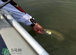 釣海鱸魚什么時(shí)候最好？釣海鱸魚用什么樣的魚餌？