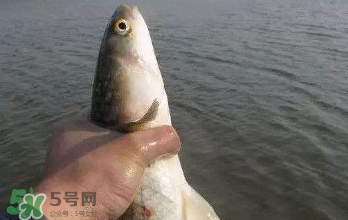 釣海鱸魚什么時(shí)候最好？釣海鱸魚用什么樣的魚餌？