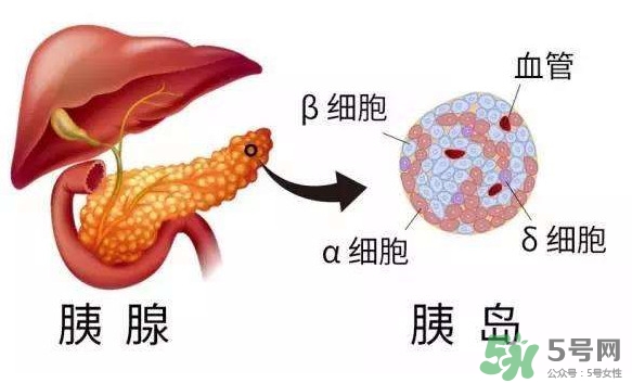 胰島素為什么不能口服？胰島素有什么副作用