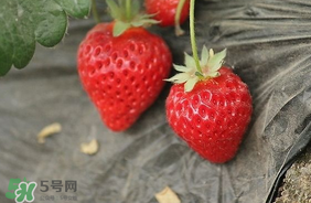 夏天有草莓嗎？夏天草莓結(jié)果嗎？