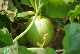 菜瓜多少錢(qián)一斤？菜瓜怎么挑？