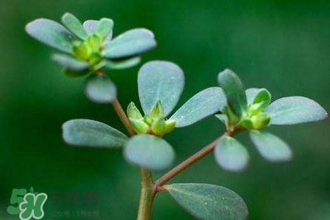 螞蚱菜洗好后怎么保存？剛采的螞蚱菜能存放幾天