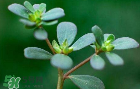 螞蚱菜對人體有哪些好處？螞蚱菜不能和什么一起吃