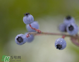 野生藍(lán)莓多少錢一斤？野生藍(lán)莓多少錢一箱？