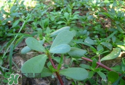 馬蜂菜有毒嗎？馬蜂菜有什么好處