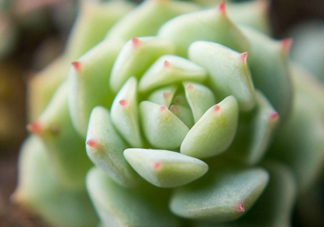 多肉植物能吃嗎？多肉植物哪些可以吃