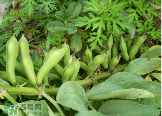 夏天可以種什么蔬菜？夏天適合種什么蔬菜？