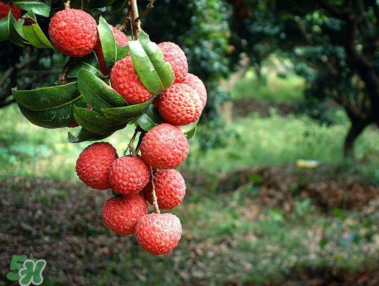 8月份還有荔枝嗎？荔枝幾月份下市？