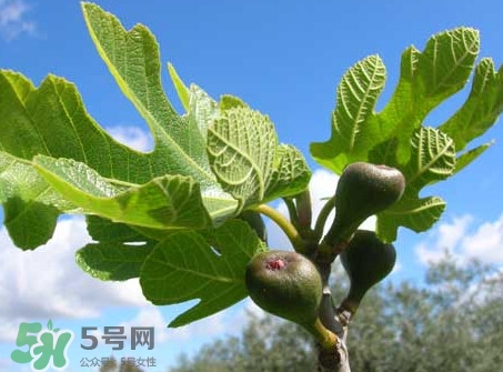 無花果葉子煮水有什么作用？無花果葉泡水喝的功效