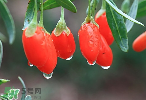 青海和寧夏枸杞哪個好？青海枸杞和寧夏枸杞的區(qū)別