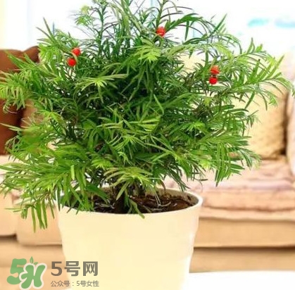 紅豆杉是什么？紅豆杉是裸子植物還是被子植物