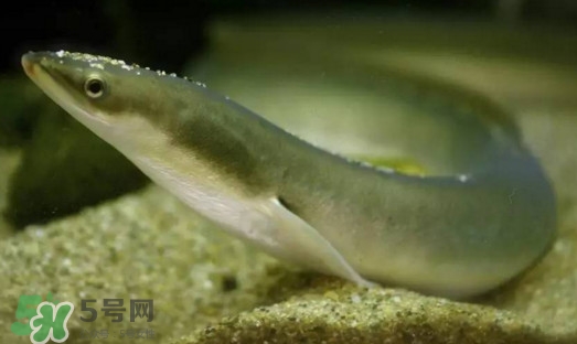 鰻魚是鱔魚嗎？鰻魚是白鱔嗎