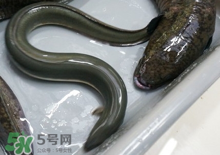 鰻魚多少錢一斤？野生鰻魚多少錢一斤