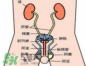 腎結(jié)石怎么治最好？腎結(jié)石的醫(yī)治方法