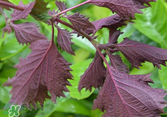 紫蘇是什么植物？紫蘇是發(fā)物嗎？