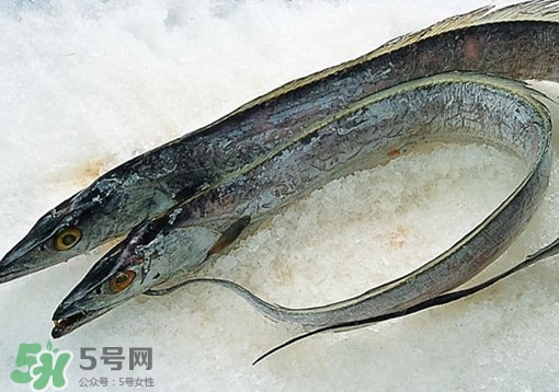 帶魚(yú)為什么都是死的？帶魚(yú)為什么出水就死？