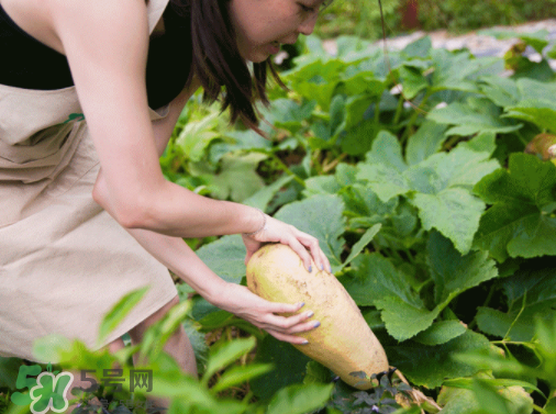 入伏種什么菜？入伏適合種哪些蔬菜？