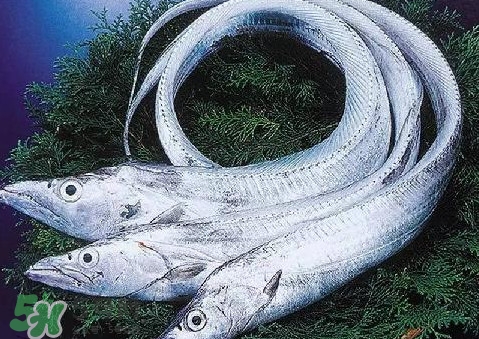 帶魚(yú)為什么都是死的？帶魚(yú)為什么出水就死？