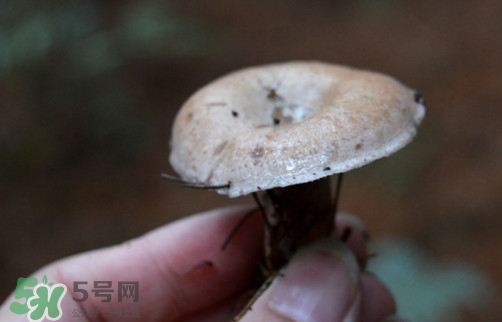 重陽菌什么時(shí)候有？重陽菌不能與什么食物一起吃