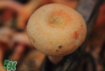 重陽(yáng)菌可以種植嗎？重陽(yáng)菌為什么不能人工種植？